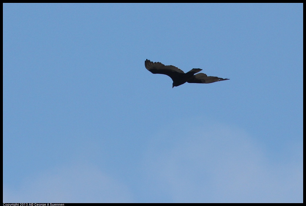 0125-133100-02.jpg - Turkey Vulture