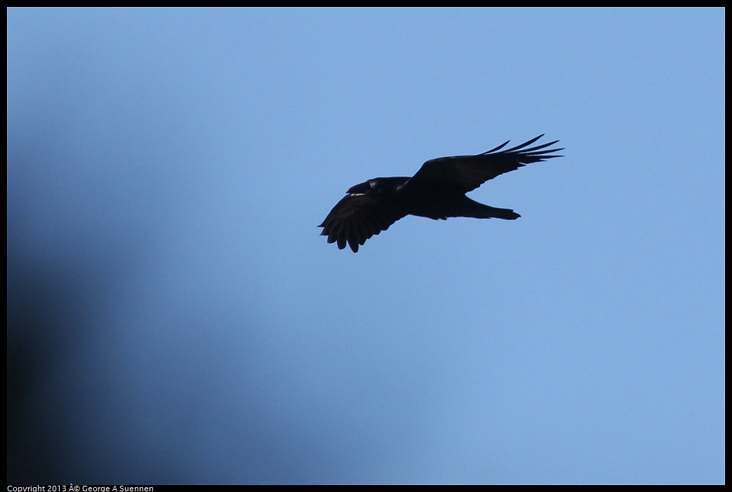0125-133541-01.jpg - Common Raven