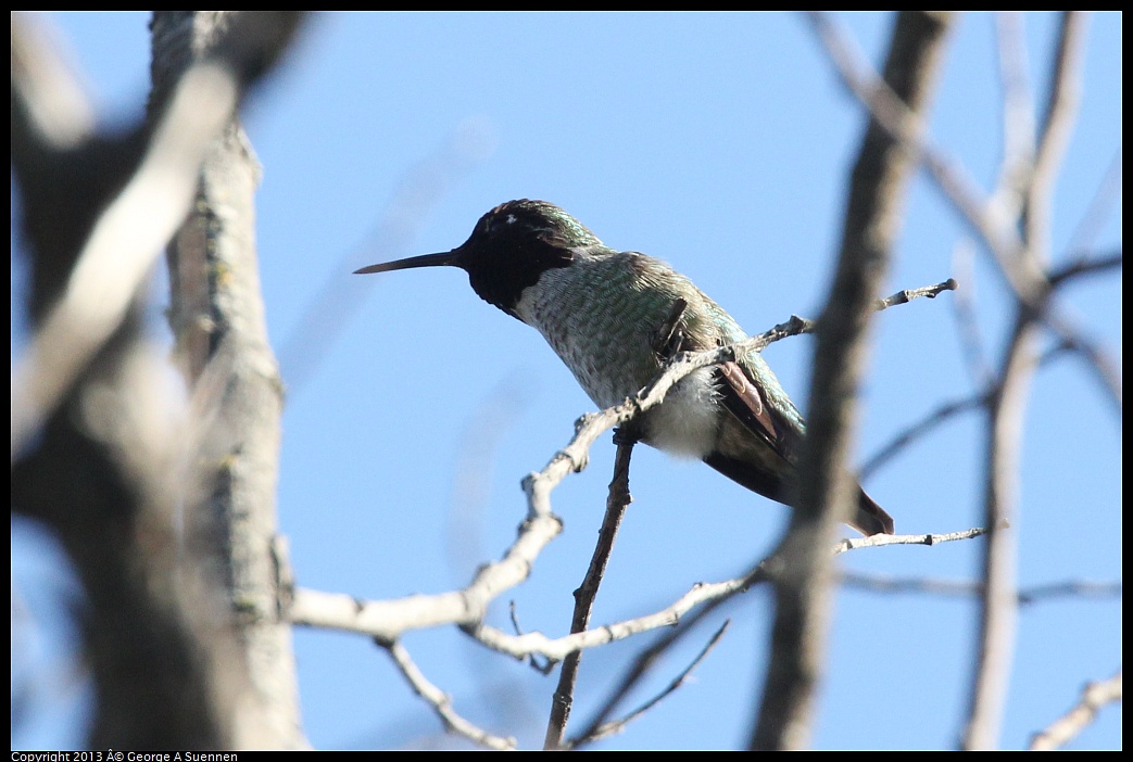 0125-133815-01.jpg - Anna's Hummingbird