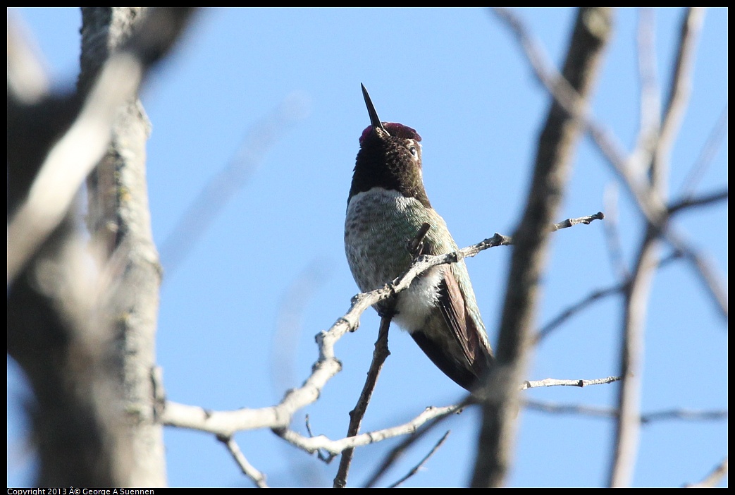 0125-133822-01.jpg - Anna's Hummingbird