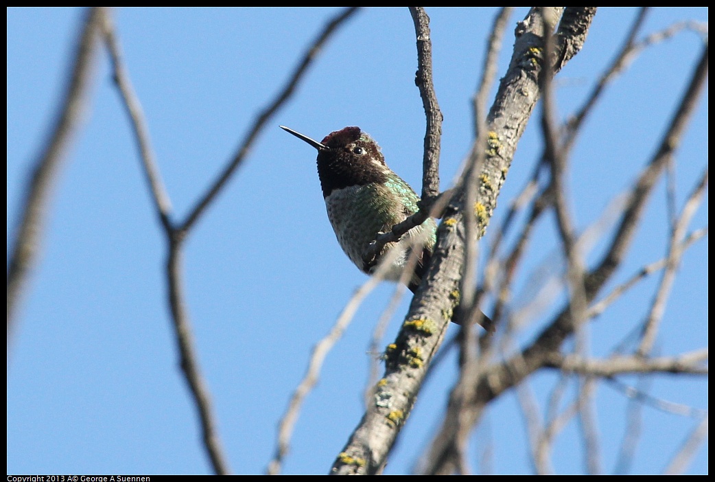 0125-134010-01.jpg - Anna's Hummingbird