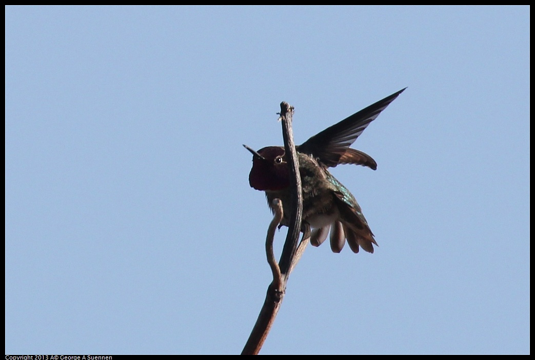 0125-134633-04.jpg - Anna's Hummingbird