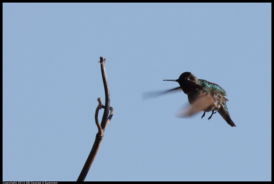 0125-134635-06.jpg - Anna's Hummingbird