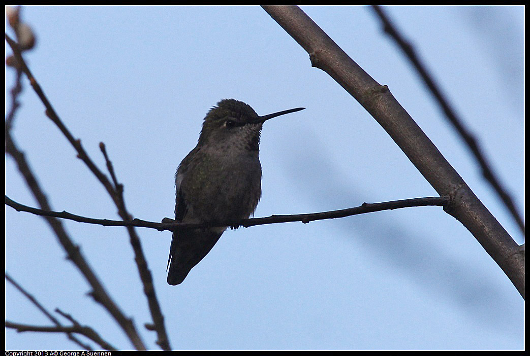 0125-141533-03.jpg - Anna's Hummingbird