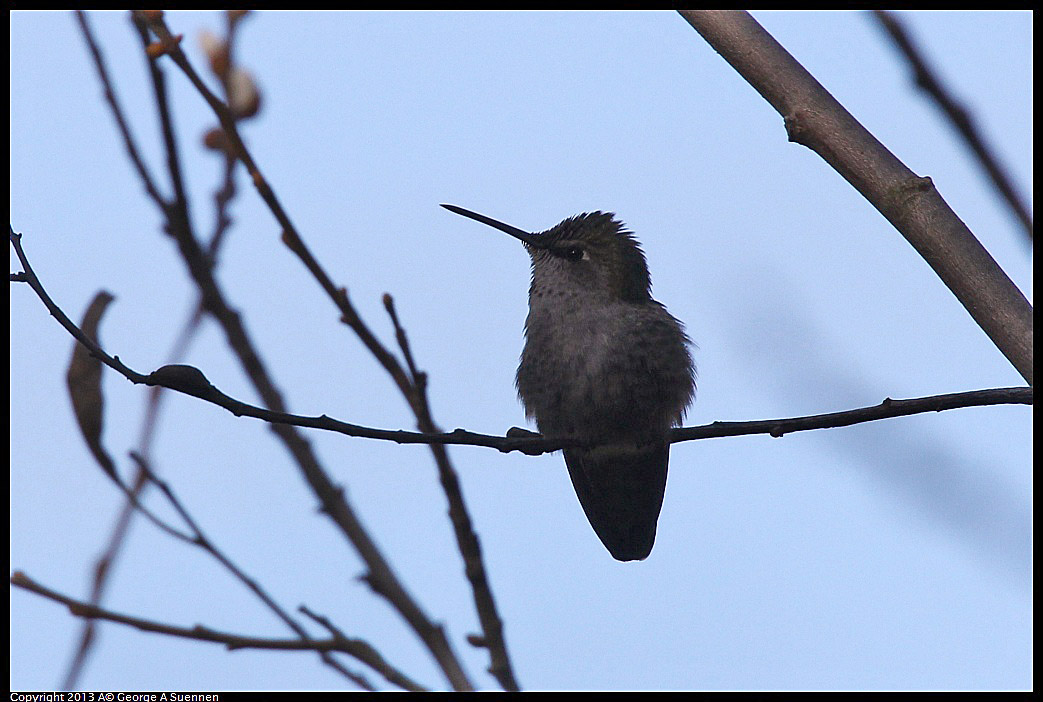 0125-141544-02.jpg - Anna's Hummingbird