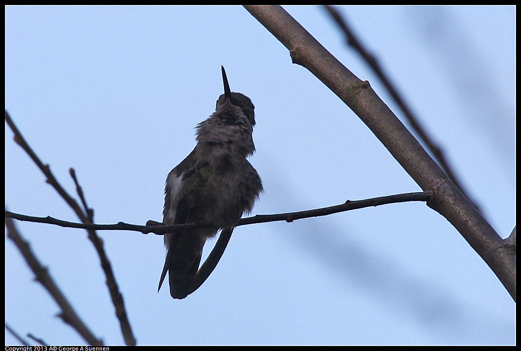 0125-141553-01.jpg - Anna's Hummingbird