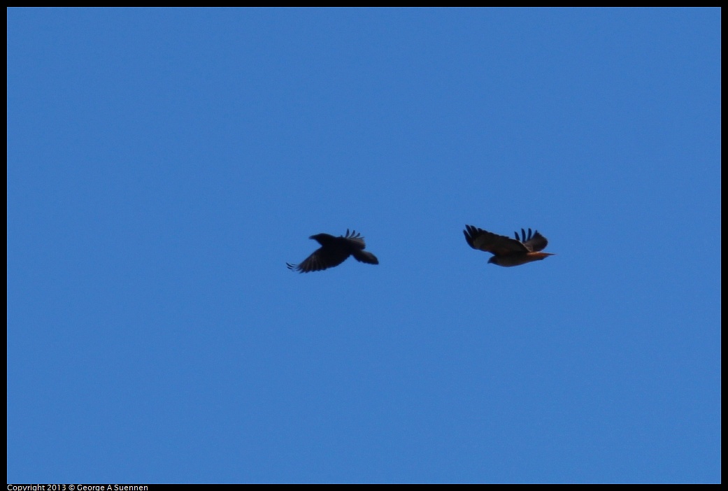 0127-114851-01.jpg - Red-tailed Hawk and Raven