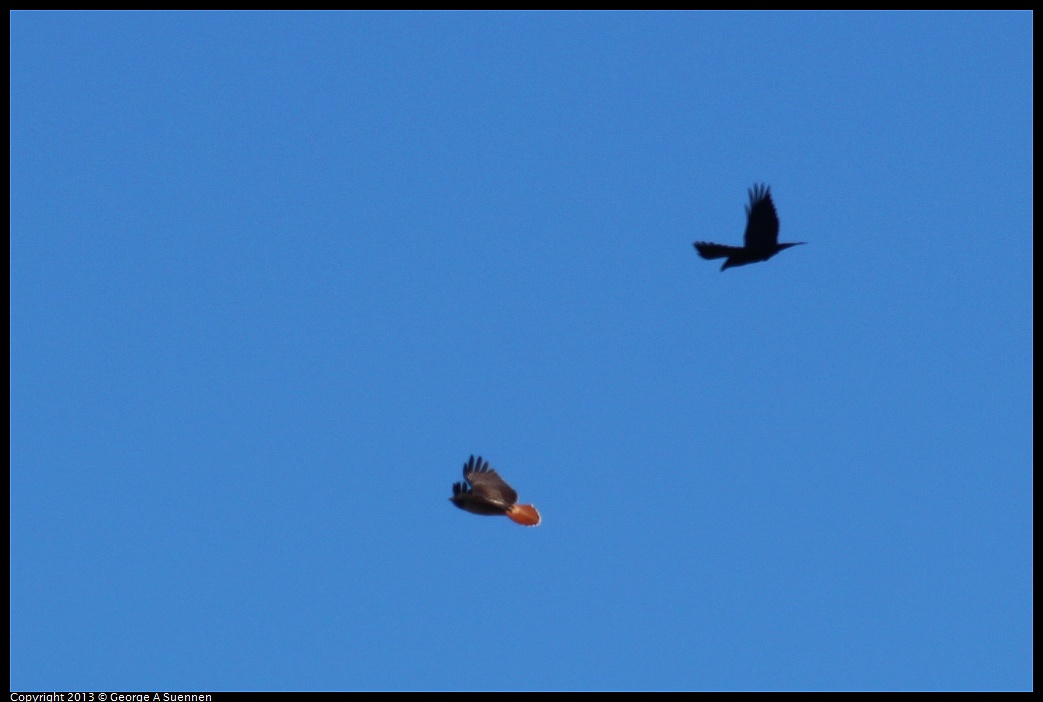 0127-114853-02.jpg - Red-tailed Hawk and Raven