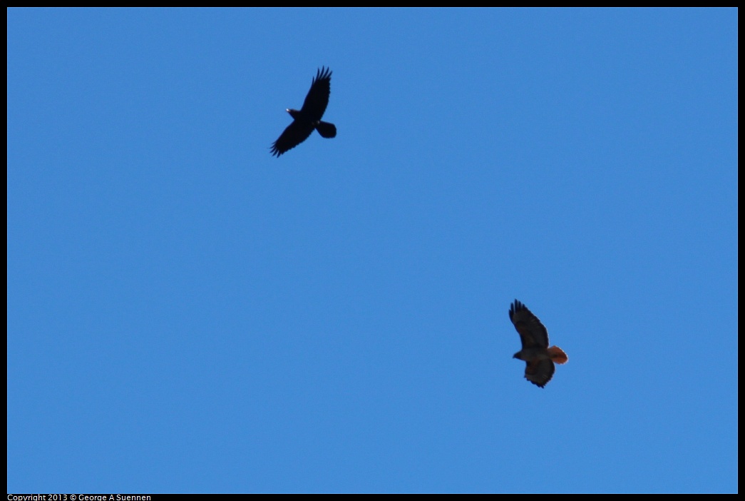 0127-114855-02.jpg - Red-tailed Hawk and Raven