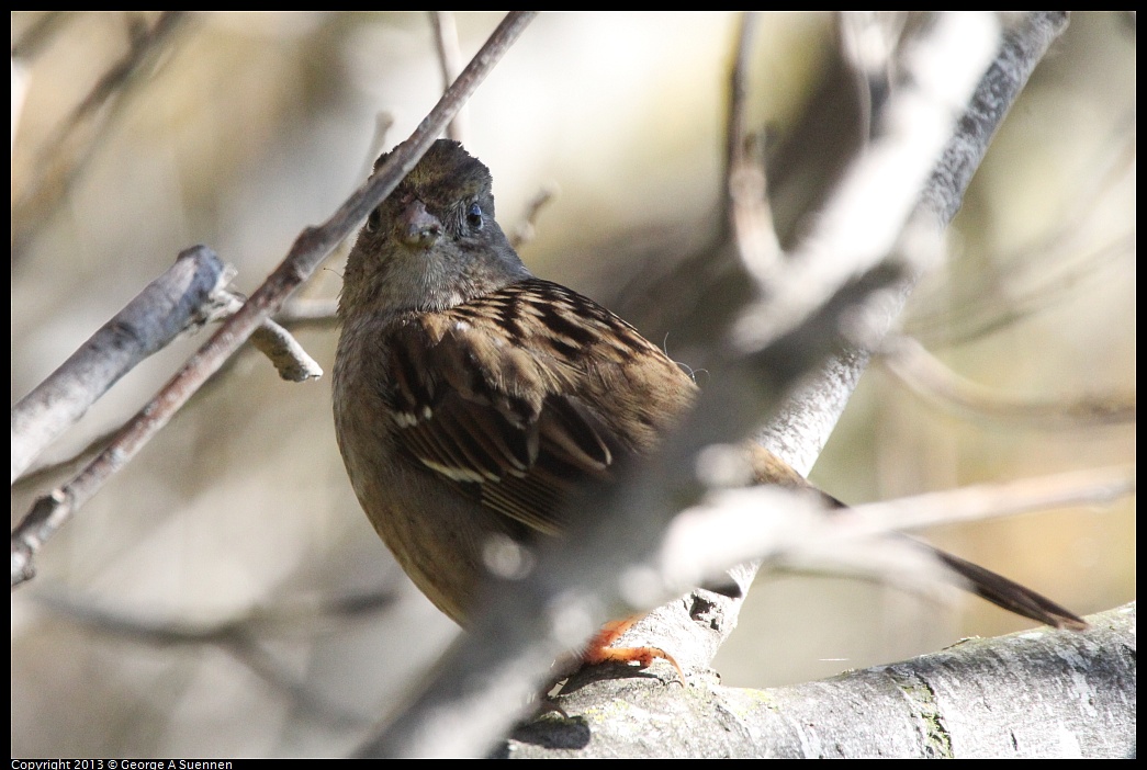 0127-121033-01.jpg - Golden-crowned Sparrow