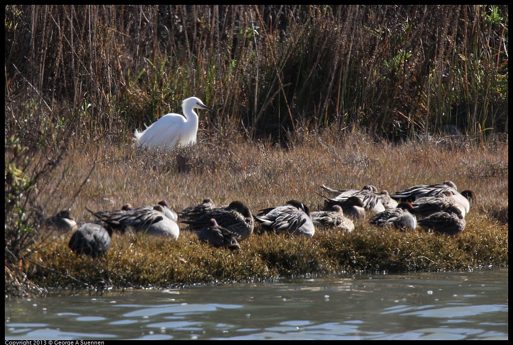 0127-122415-02.jpg - Snowy Egret, Northern Pintail, and others (Id only)