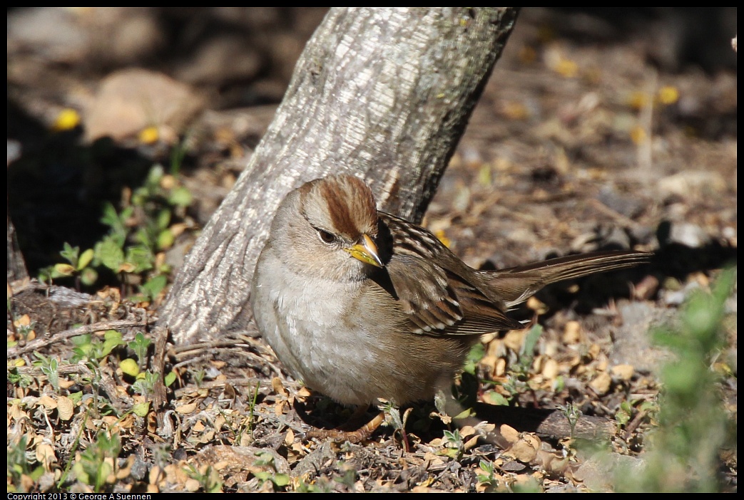 0127-122614-02.jpg - White-crowned Sparrow