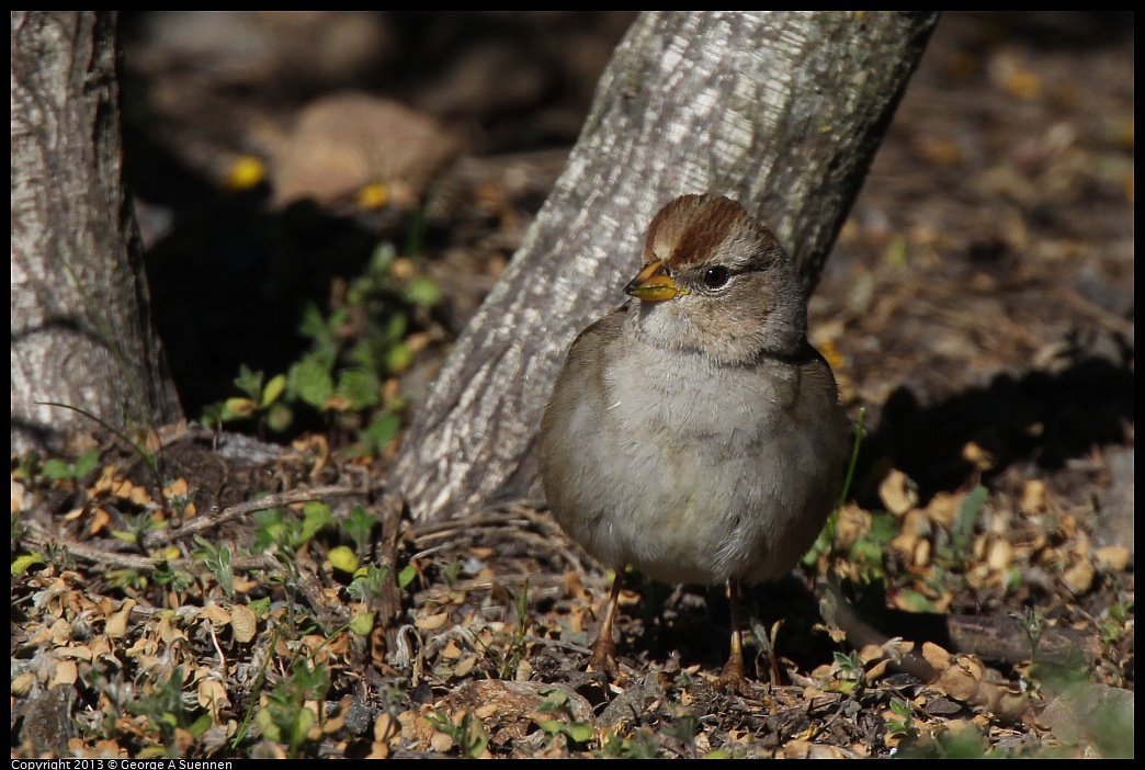 0127-122616-01.jpg - White-crowned Sparrow