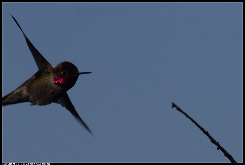 0127-122636-02.jpg - Anna's Hummingbird