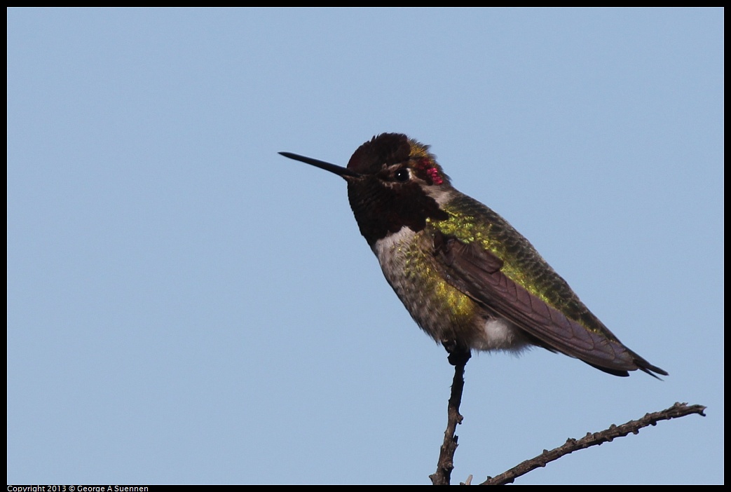 0127-122836-02.jpg - Anna's Hummingbird