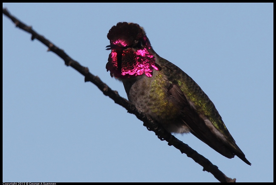 0127-123159-03.jpg - Anna's Hummingbird