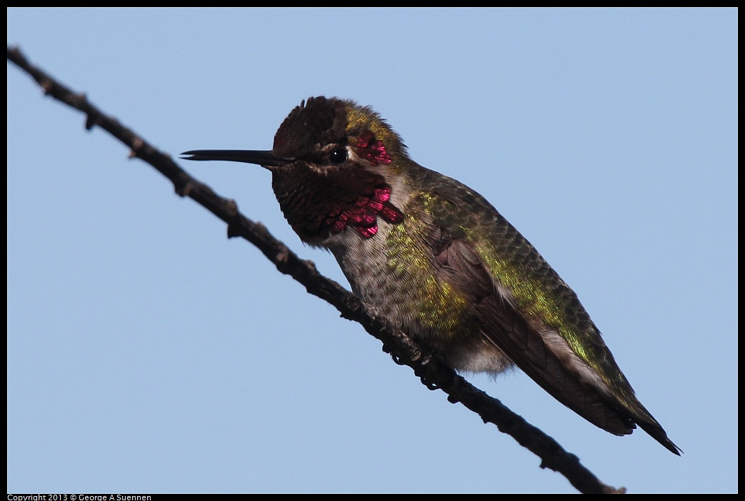 0127-123201-03.jpg - Anna's Hummingbird