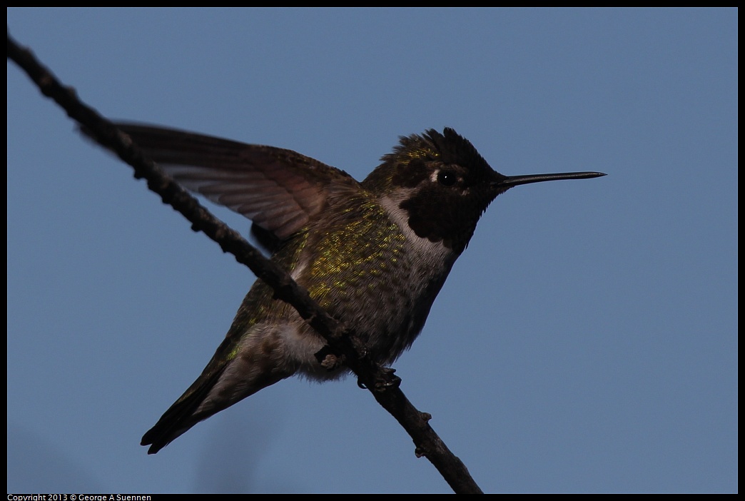 0127-123227-01.jpg - Anna's Hummingbird