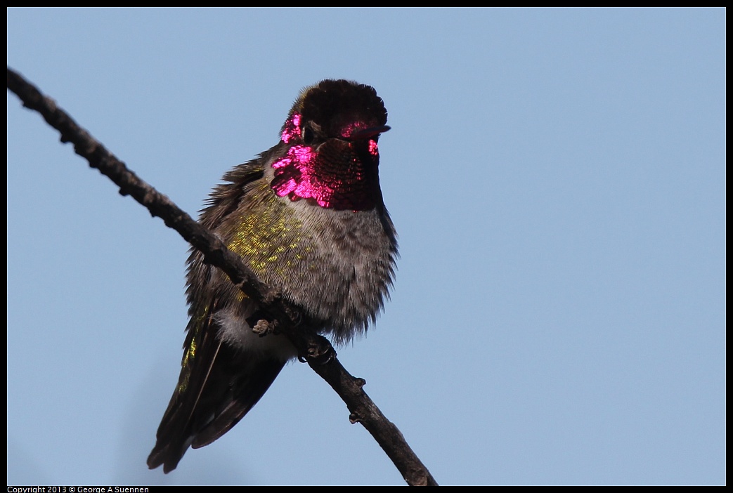 0127-123228-03.jpg - Anna's Hummingbird