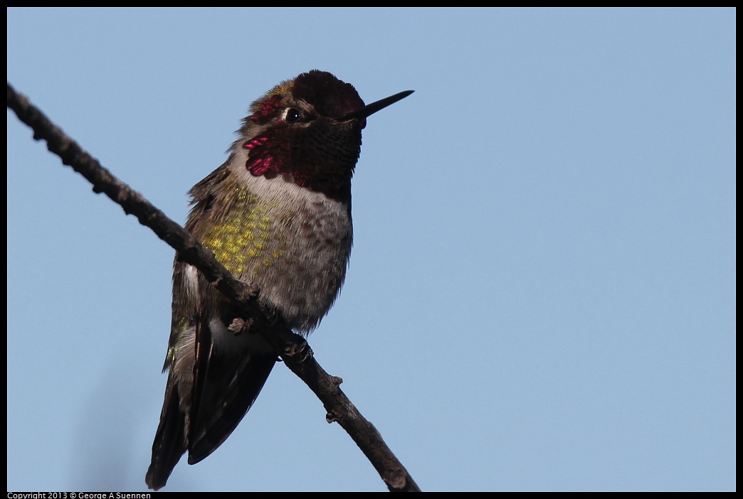 0127-123234-01.jpg - Anna's Hummingbird