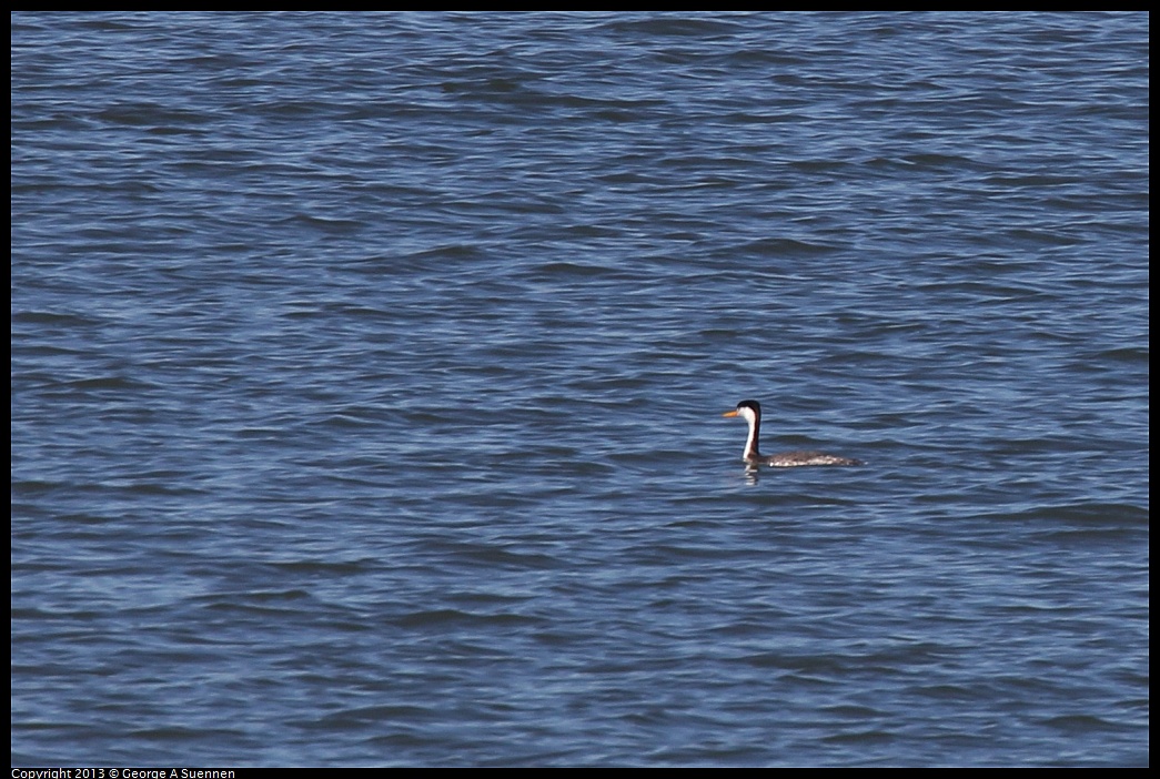 0127-130219-05.jpg - Clarkson's Grebe (Id only)