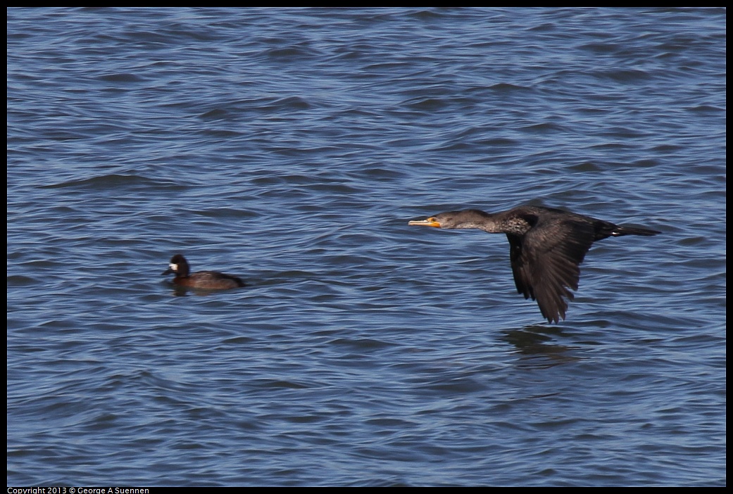 0127-131706-03.jpg - Double-crested Cormorant and Lesser Scaup