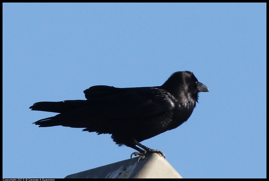 0127-141437-01.jpg - Common Raven
