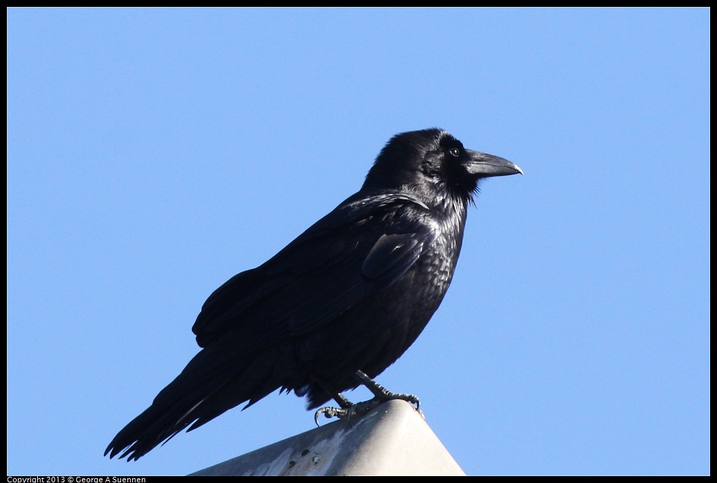 0127-141539-01.jpg - Common Raven