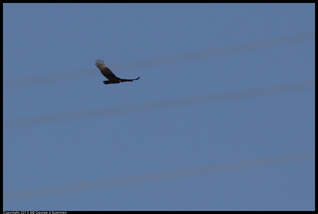 0209-154448-03.jpg - Turkey Vulture
