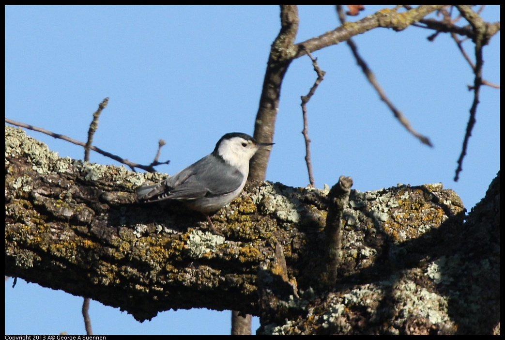 0209-160230-03.jpg - White-breasted Nuthatch