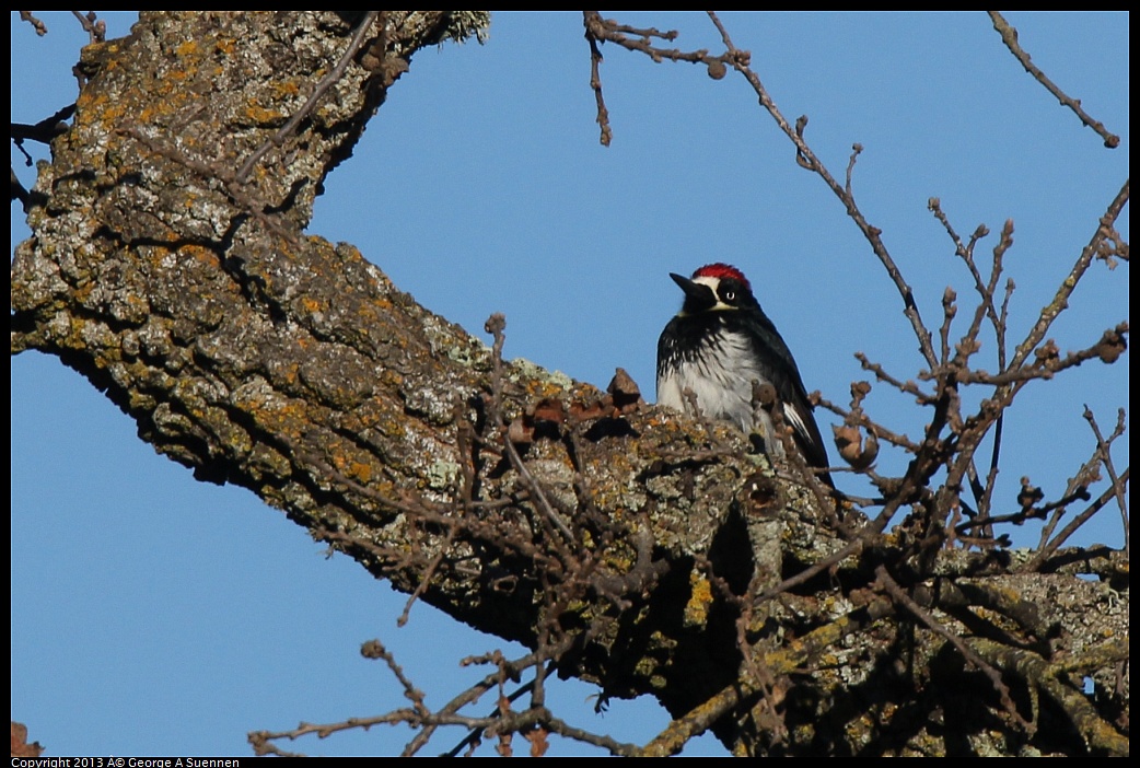 0209-160832-02.jpg - Acorn Woodpecker