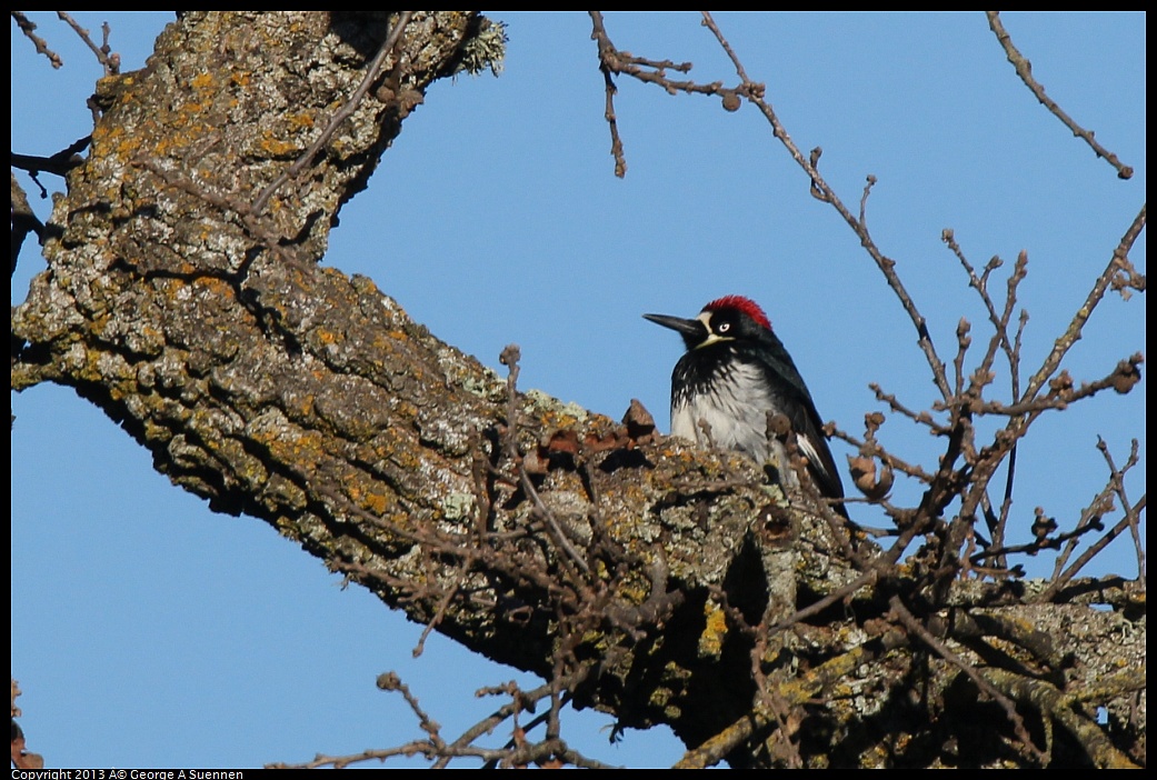 0209-160833-02.jpg - Acorn Woodpecker