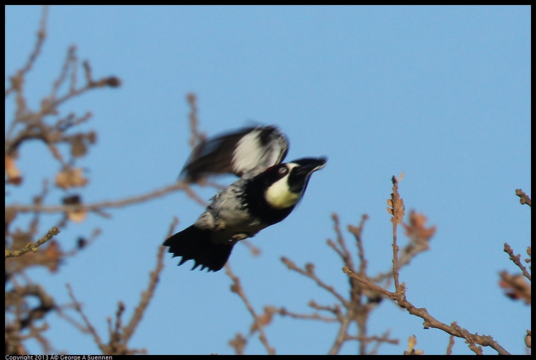 0209-161915-01.jpg - Acorn Woodpecker