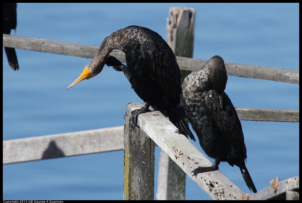 0210-101552-01.jpg - Brandt's and Double-crested Cormorant