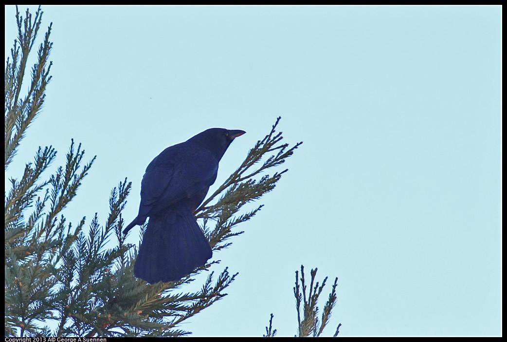 0214-115653-01.jpg - American Crow