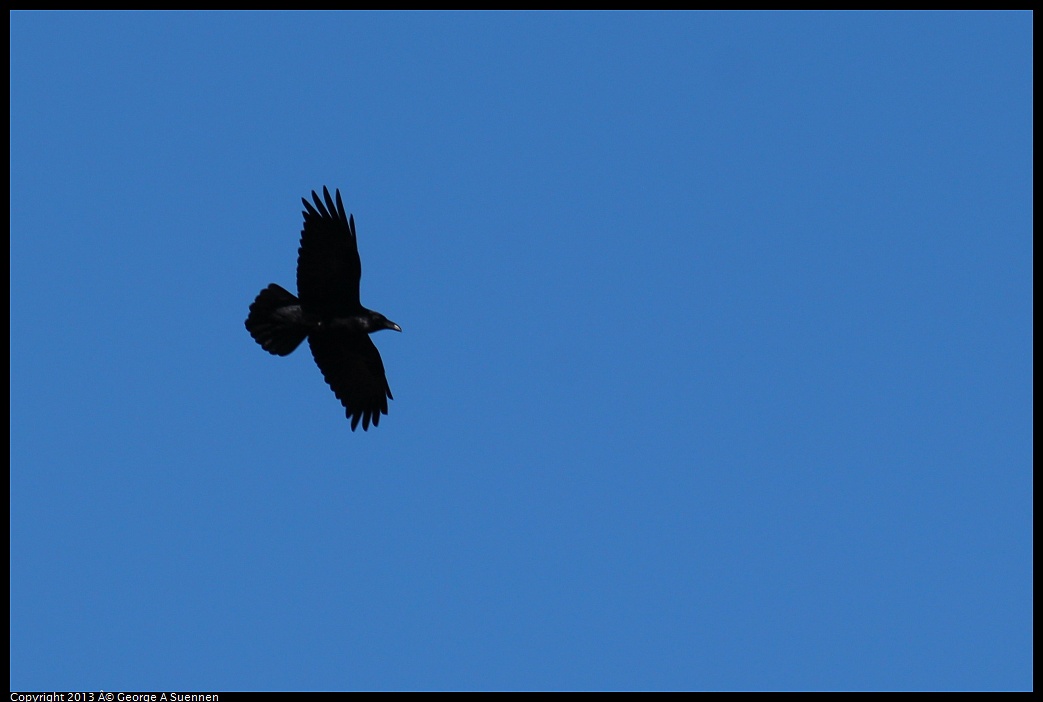 0214-120138-04.jpg - Common Raven