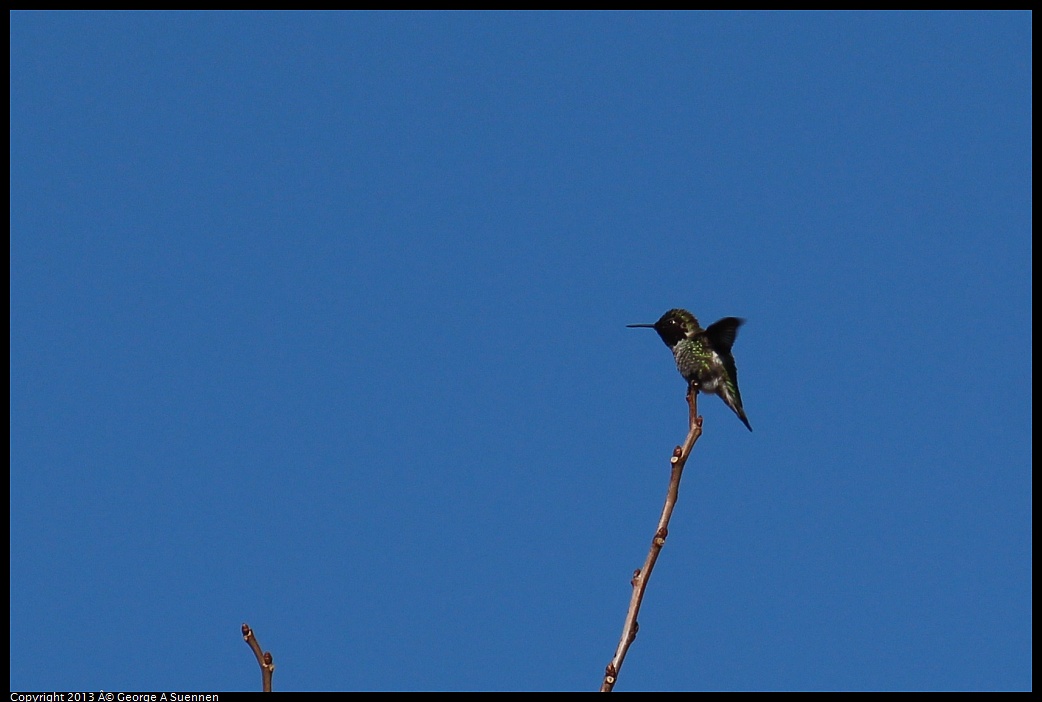 0214-130334-02.jpg - Anna's Hummingbird