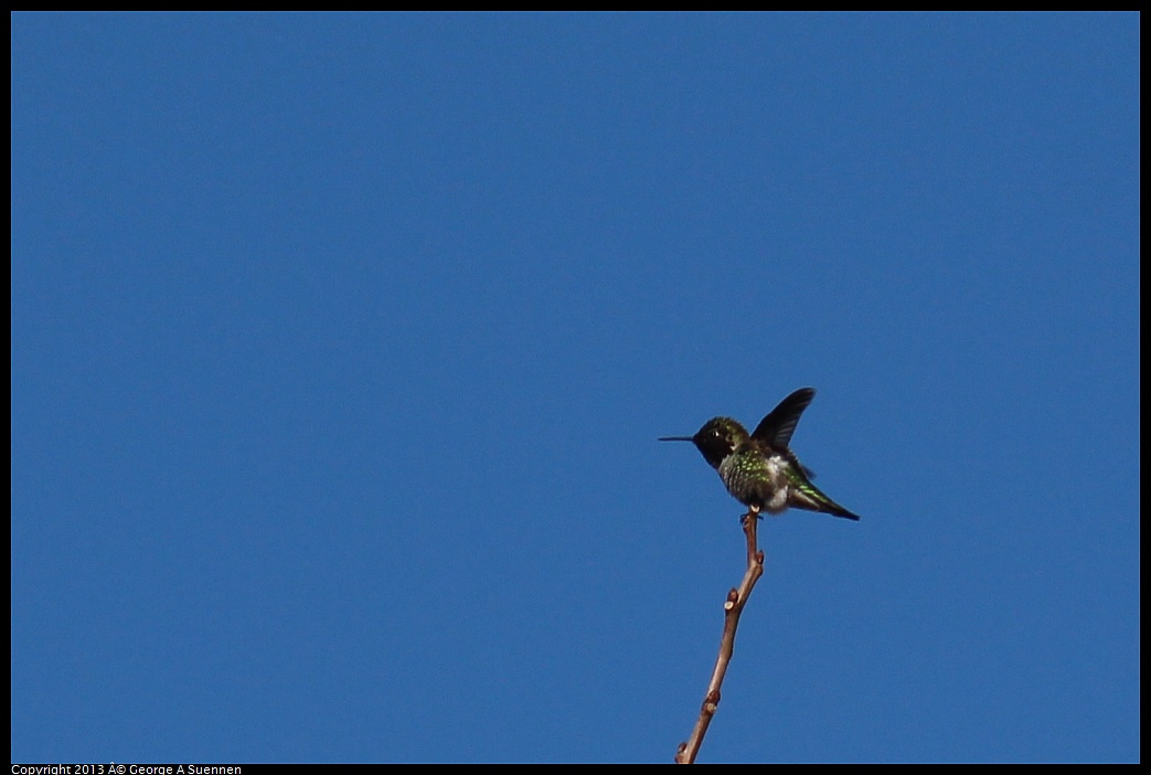 0214-130334-03.jpg - Anna's Hummingbird
