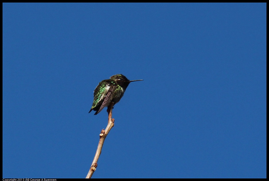 0214-130353-03.jpg - Anna's Hummingbird