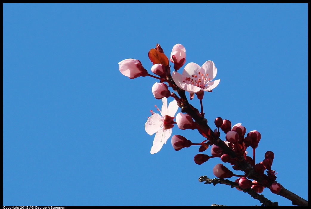 0214-135239-01.jpg - Flowering Tree