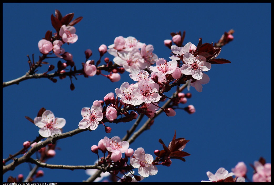 0214-135315-01.jpg - Flowering Tree