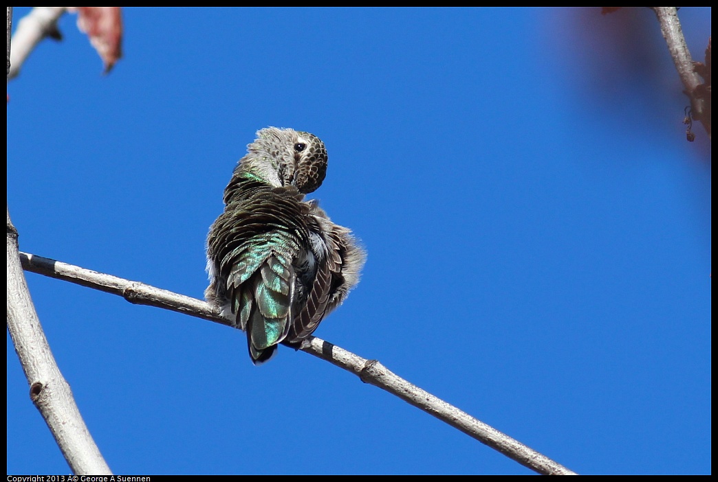 0214-135614-03.jpg - Anna's Hummingbird