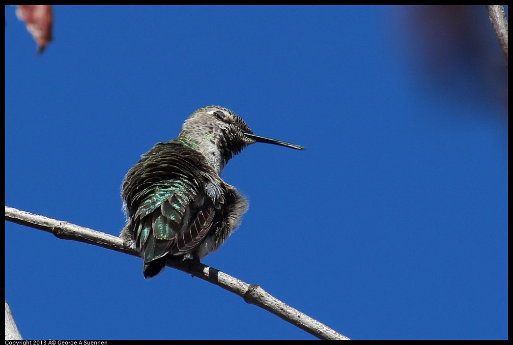 0214-135614-05.jpg - Anna's Hummingbird