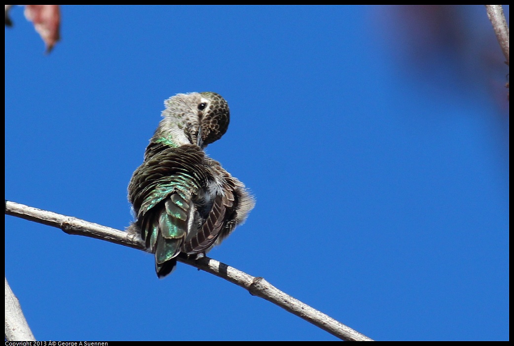 0214-135616-01.jpg - Anna's Hummingbird