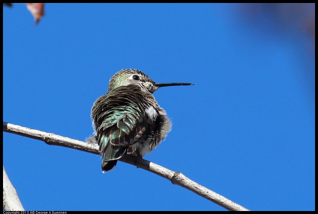 0214-135618-01.jpg - Anna's Hummingbird