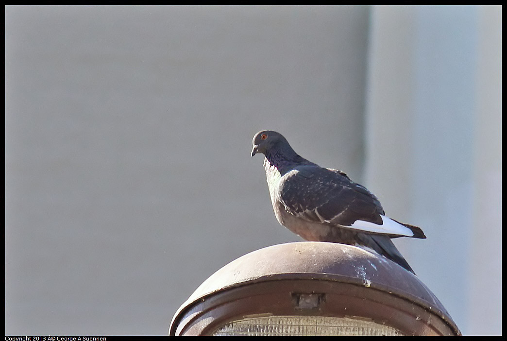0214-135843-01.jpg - Rock Pigeon