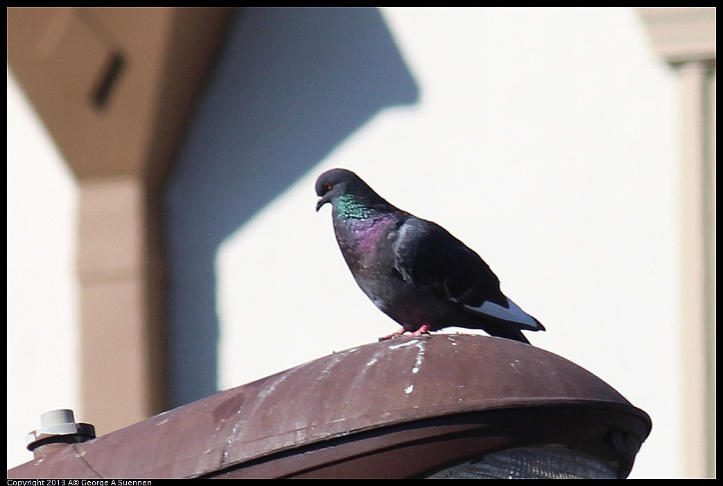 0214-135949-01.jpg - Rock Pigeon