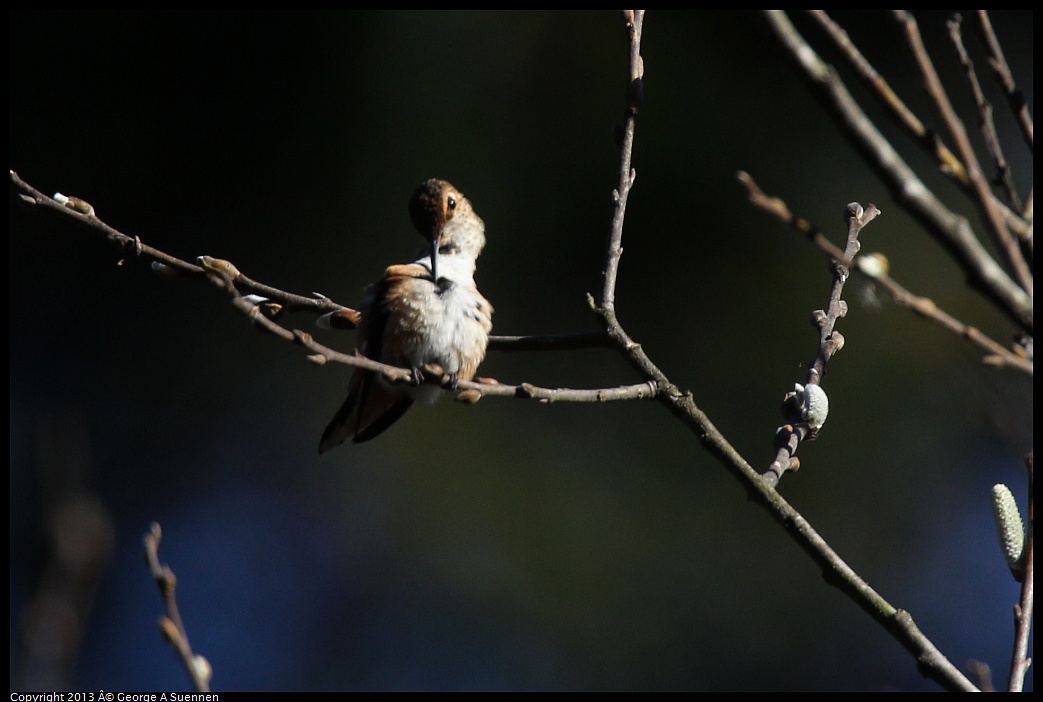 0215-093006-03.jpg - Allen's Hummingbird