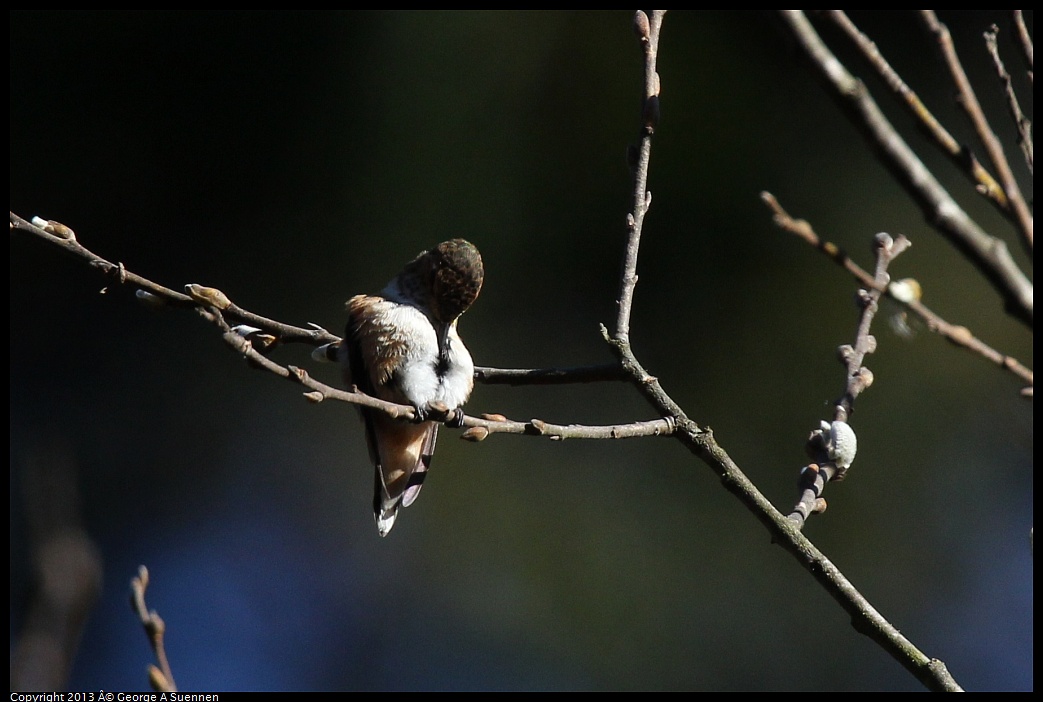 0215-093007-03.jpg - Allen's Hummingbird