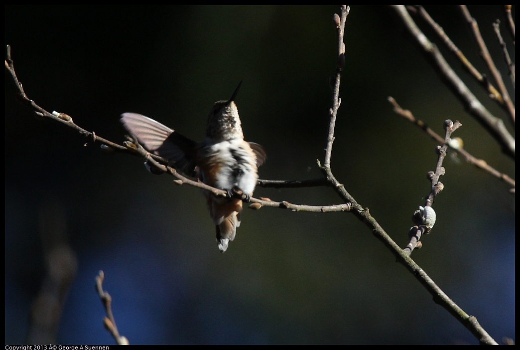 0215-093012-01.jpg - Allen's Hummingbird